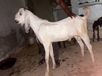 Desi Bakra
