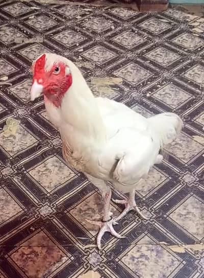 ghar ka murga hai bacha pala tha video b mil jayegi