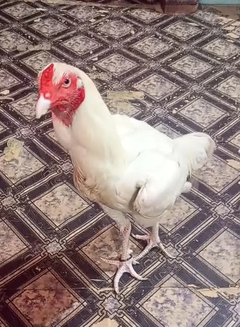 ghar ka murga hai bacha pala tha video b mil jayegi