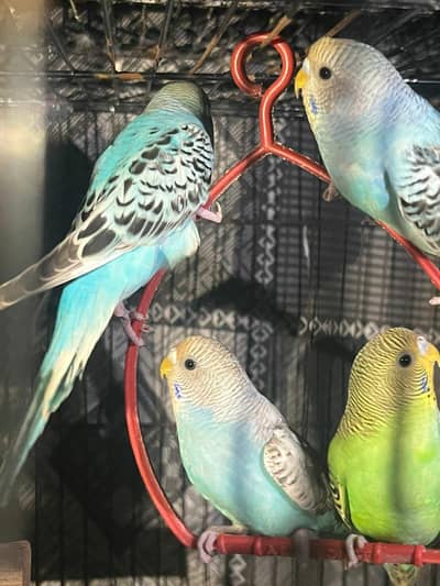 Australian parrots for sale and Pinapple/green cnour for sale