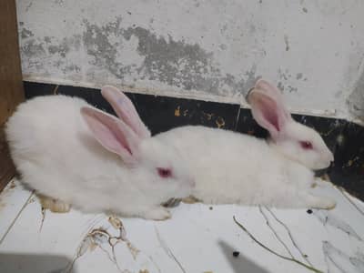 rabbits