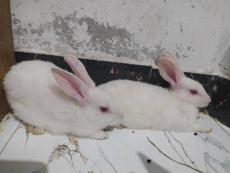 rabbits 0