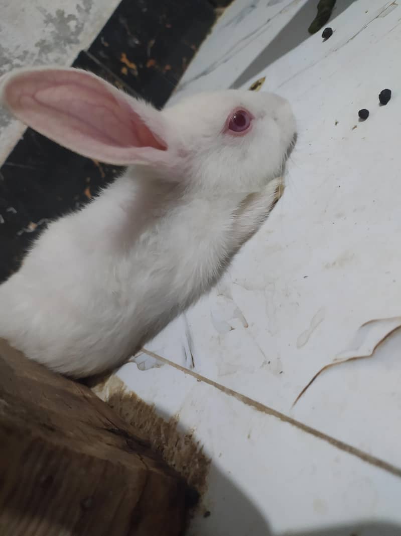 rabbits 1