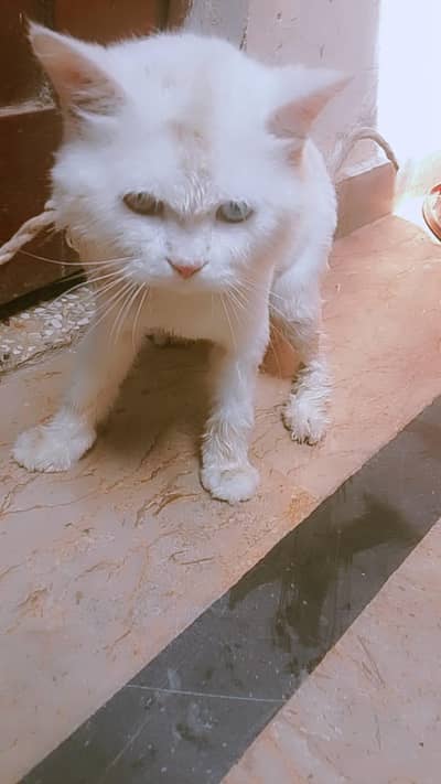 pursian odd eye male train trimed