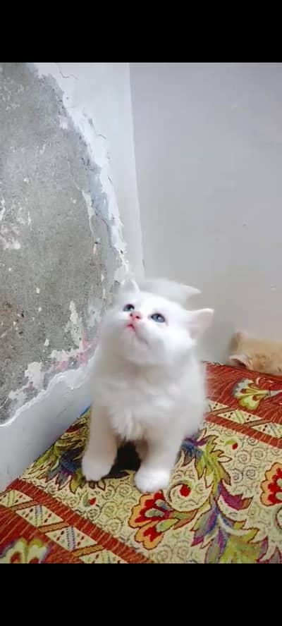 persian kitten/blue eyes kitten/ fluffy kittens/ cat baby/fluffy cat