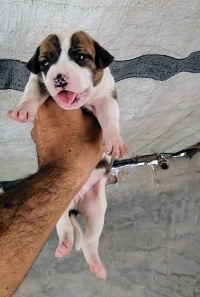 bully  gultair male puppy available for sale