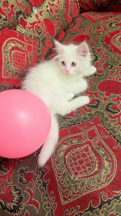 I am selling my home persian cat