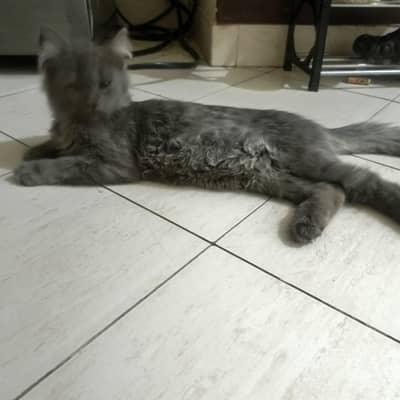 Persian cat