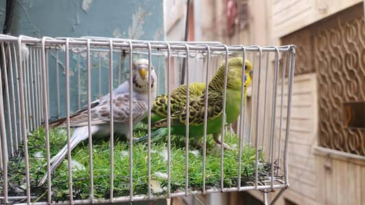 Undersize Budgies/ TCB Exhibition patha/ Exhibition Hogo Working patha