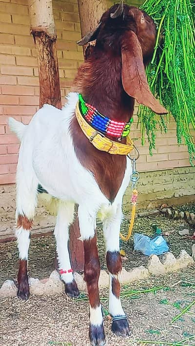 2 Danth k 2 Andu Bakra for sale
