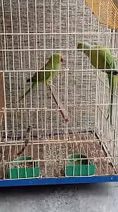 Ringneck parrot pair for sale