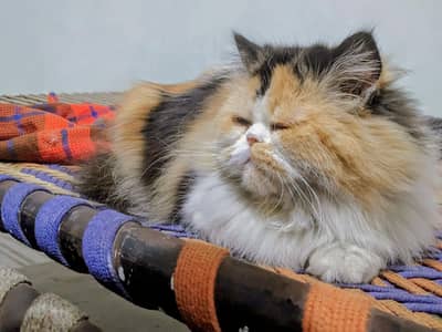 calico female 03043583306 watsap
