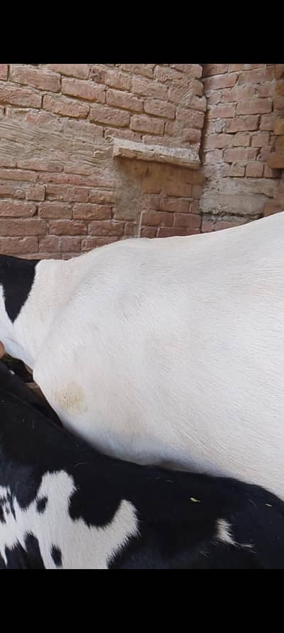 rajanpuri Bakra