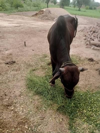 Wacha for sale bakra Eid