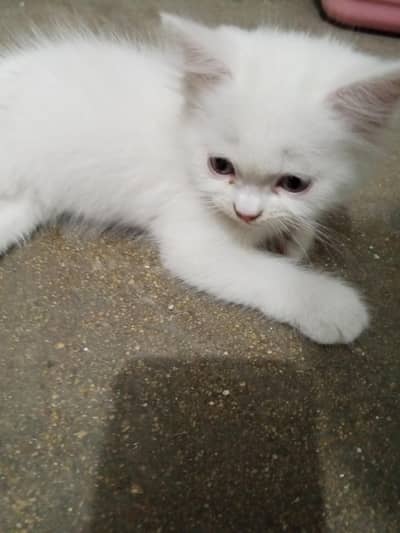 White Persian cat