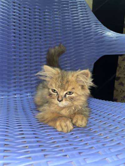 Persian cat