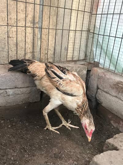 Mianwali aseel | Drogon female