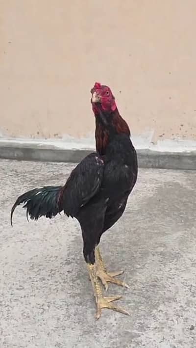 Mushka lakha