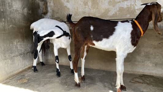 Two female goats