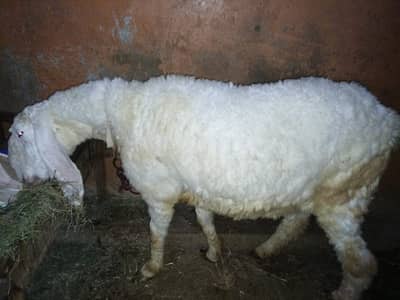 Sheep|dumba|Qubani