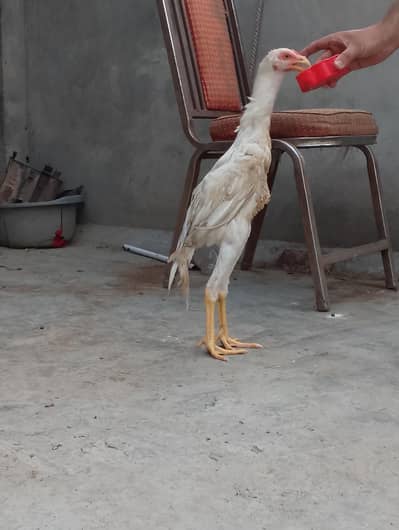 Aseel shamo  for sale