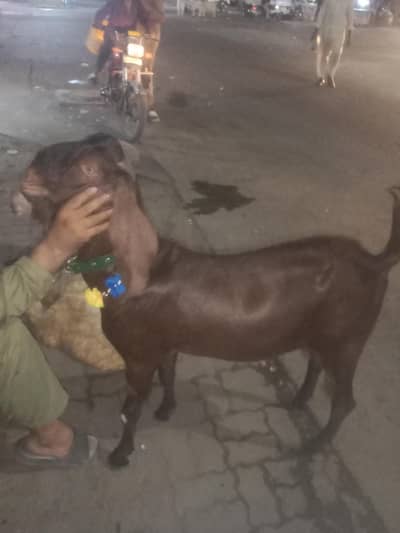 ایک عدد بکرا فروخت کے لیے