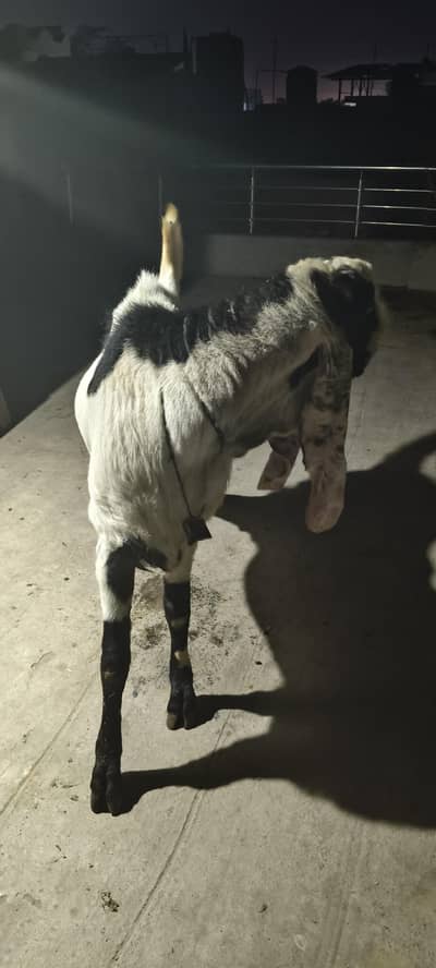 qurbani Bakra eidul azha