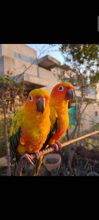 Sun Conure Parrots Pair fully Tamed House trained DNA Tested
