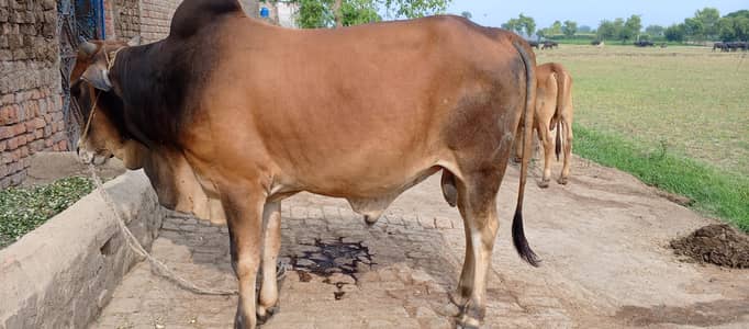 Oxe for sell Eid ul azha