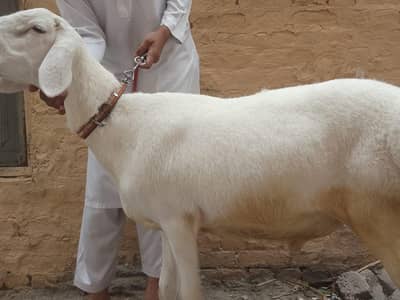 Dumba For sale Lowest Price In Rwp