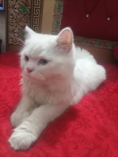 Persian cat