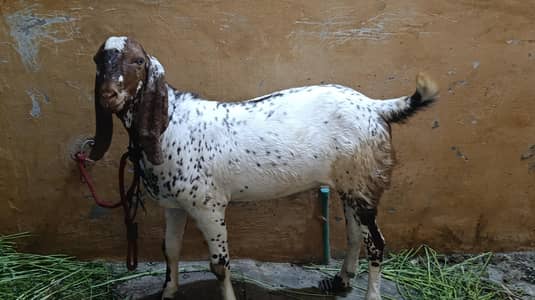 Goat Under 1 Year