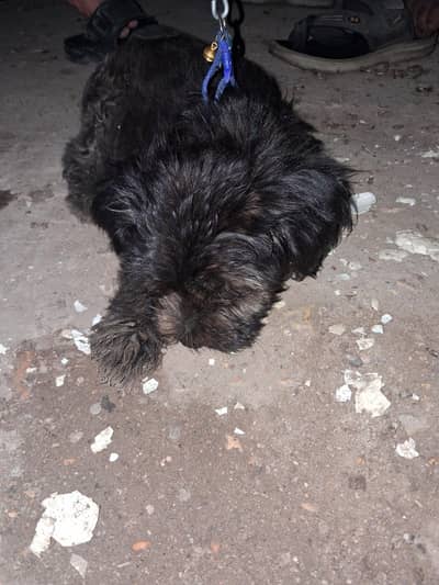 moti puppy