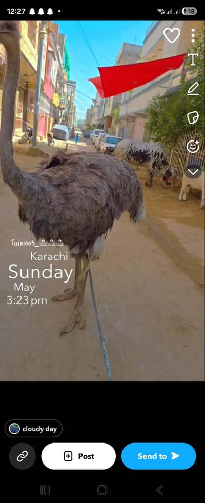ostrich male for sale