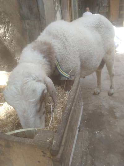 3 dumbe sale
