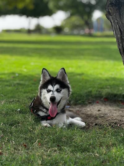 Pure Siberian Husky | Female puppy | Blue Eyes
