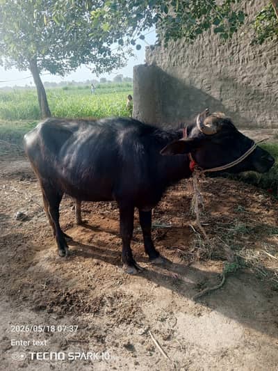 kati for sale kot samaby mai hai . weight 2.5 mn