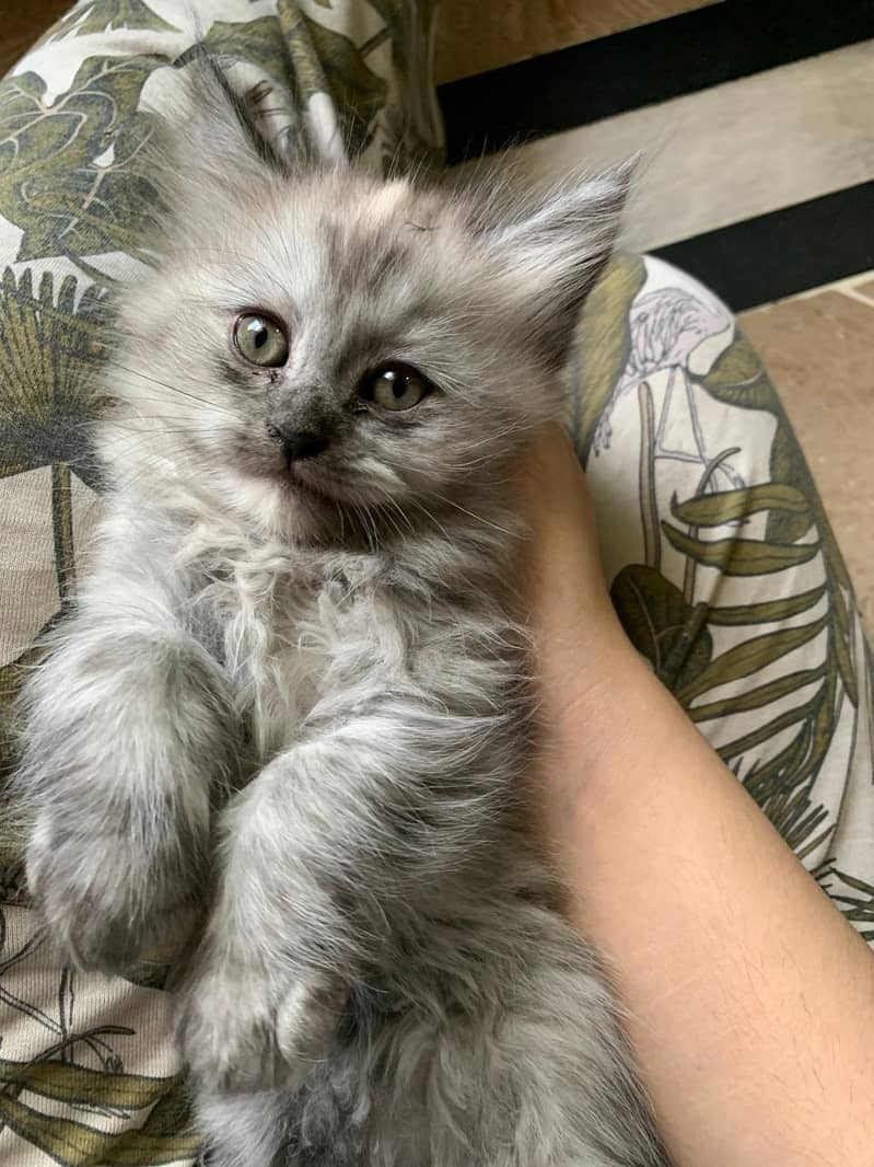 Urgent sale 0