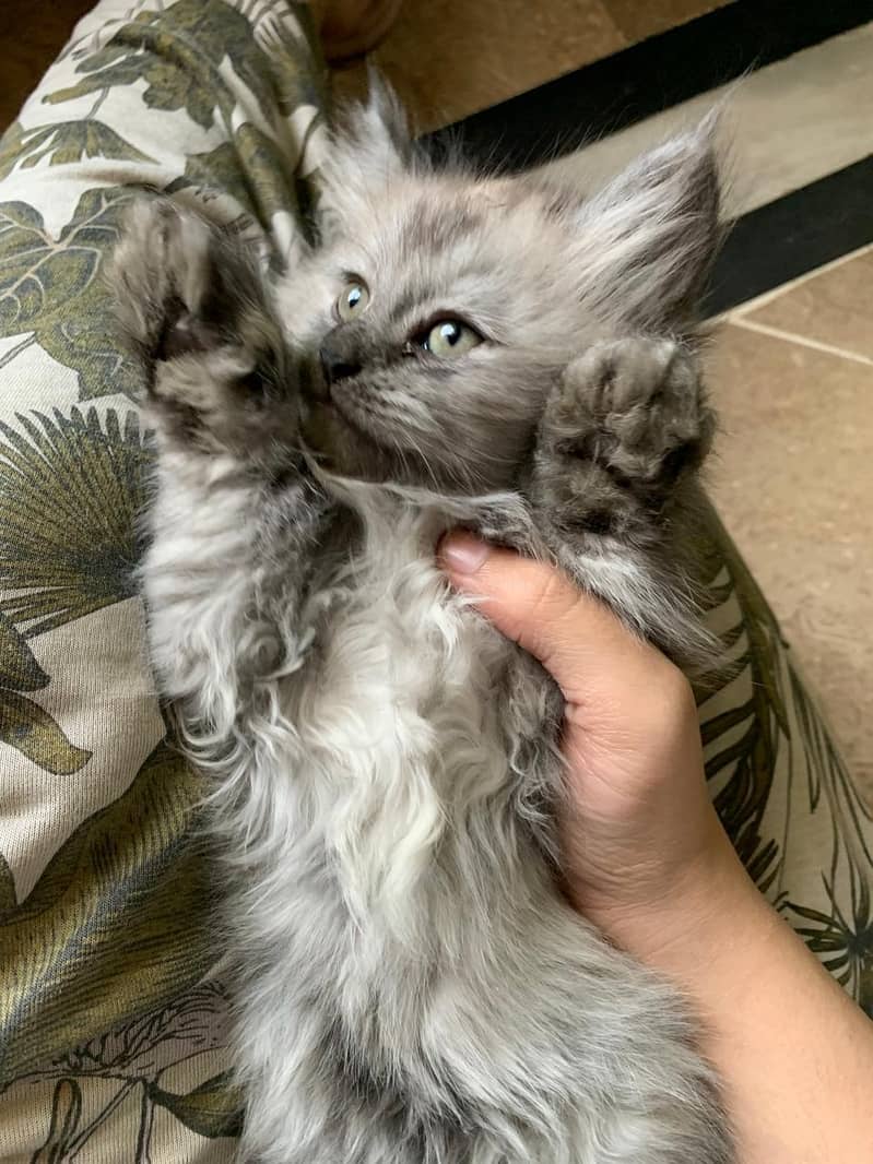 Urgent sale 1