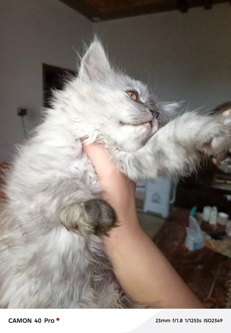 Urgent sale 2