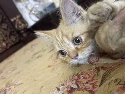 persion cat