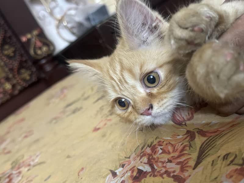 persion cat 0