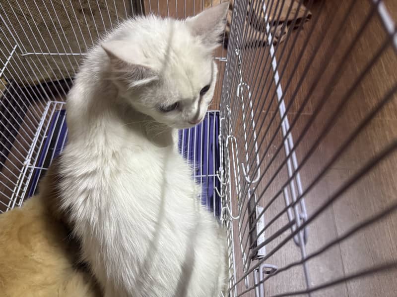 persion cat 1
