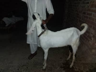 qurbani ka janwer