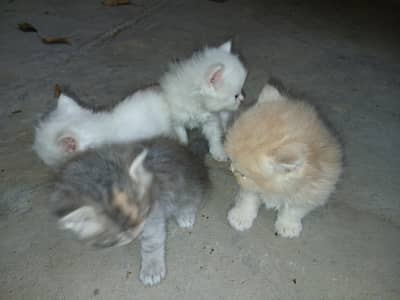 kittens for sale