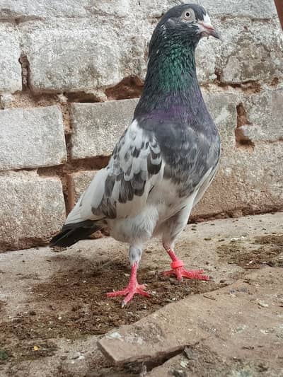 Teddy Breeder pair with 2 chicks