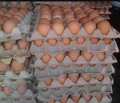 Golden Buff Fertile Egg