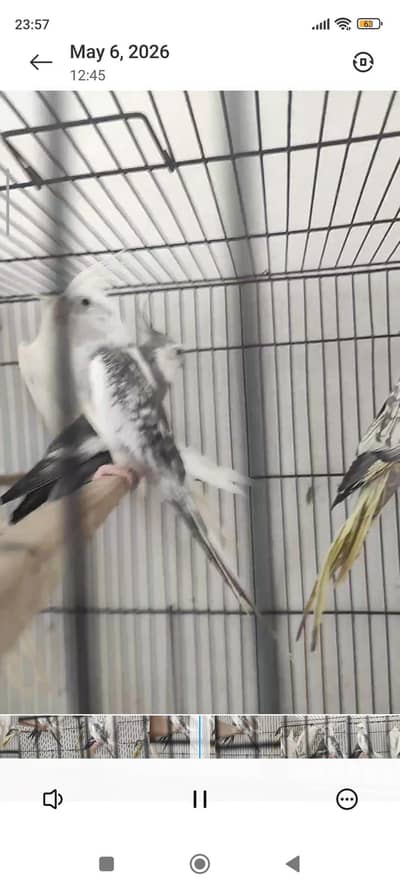 cocktails breeder pairs available 5 pair