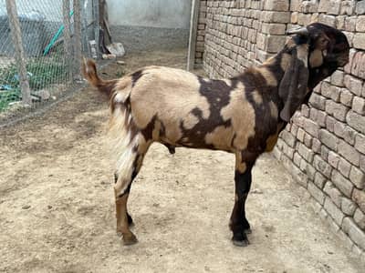 Qurabani ke lye Bakra