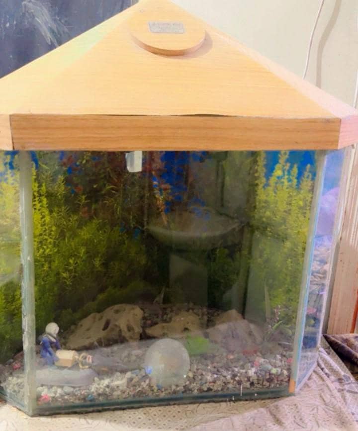 Fish Maintained Acquarium 0